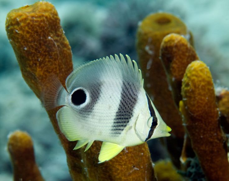 Four eye butterfly fish